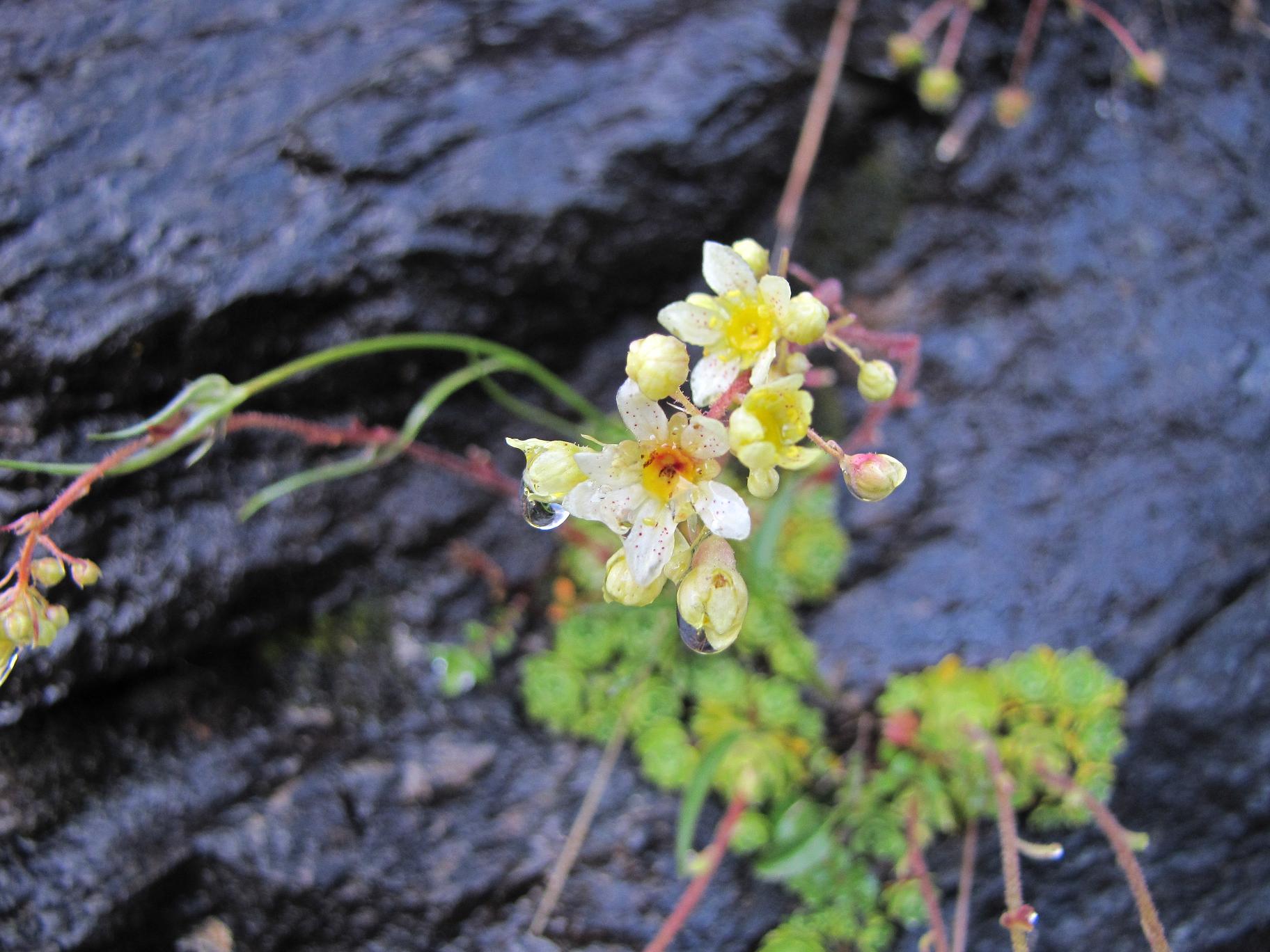 Saxifraga paniculata